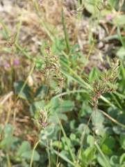 Poa bulbosa