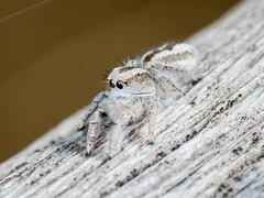 Pseudomogrus validus