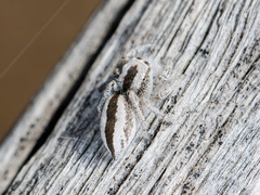 Pseudomogrus validus