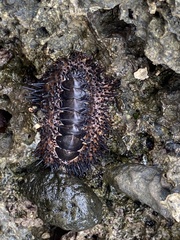 Acanthopleura spinosa