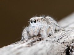 Pseudomogrus validus