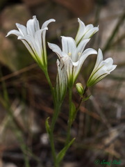 Gagea graeca