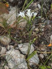 Gagea graeca