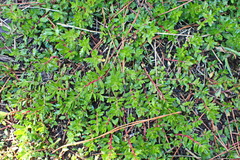Laurembergia repens