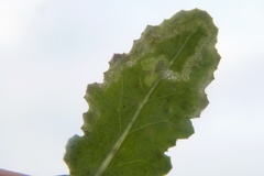 Phytomyza syngenesiae