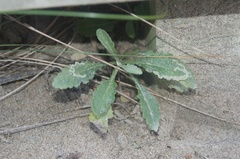 Phytomyza syngenesiae