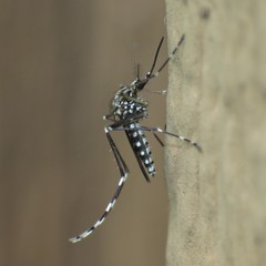 Aedes sierrensis