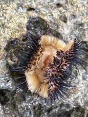 Acanthopleura spinosa