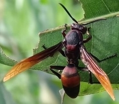 Polistes sagittarius