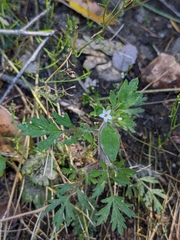 Collomia heterophylla