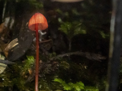 Mycena toyerlaricola