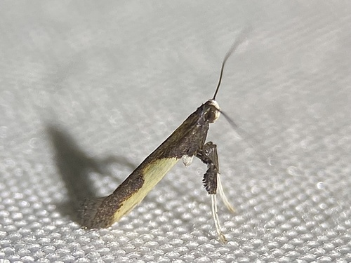 Dogwood Caloptilia Moth photo 5