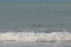 Cephalorhynchus hectori
