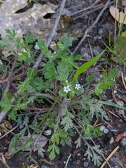 Collomia heterophylla