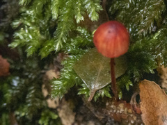 Mycena toyerlaricola