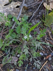 Collomia heterophylla
