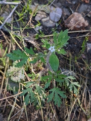 Collomia heterophylla