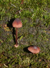 Mycena kuurkacea