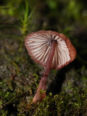 Mycena kuurkacea