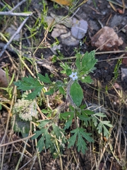 Collomia heterophylla