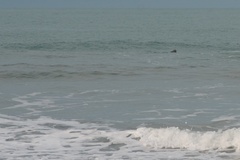 Cephalorhynchus hectori