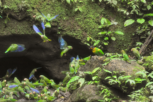 Scarlet-shouldered Parrotlet (Touit huetii), photo 3