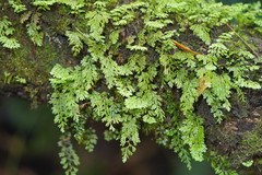 Hymenophyllum cupressiforme