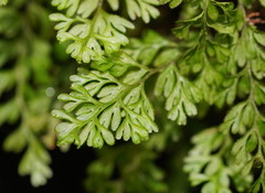 Hymenophyllum cupressiforme