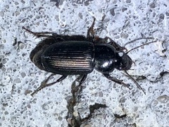 Harpalus