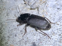 Harpalus