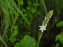 Chlorophytum glaucum