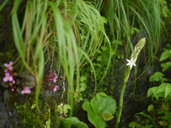 Chlorophytum glaucum