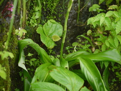Chlorophytum glaucum