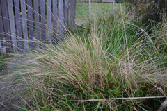 Festuca novae-zelandiae