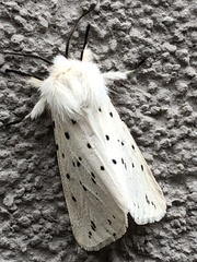 Spilosoma lubricipeda