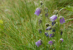 Campanula alpina