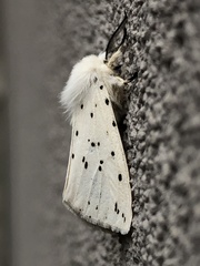 Spilosoma lubricipeda