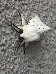 Spilosoma lubricipeda