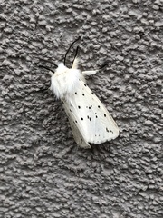 Spilosoma lubricipeda