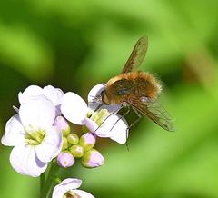 Bombylius fimbriatus
