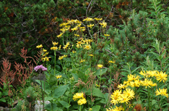 Doronicum austriacum