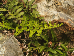 Asplenium difforme