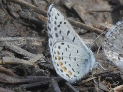 Euphilotes columbiae