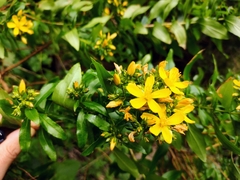 Hypericum glandulosum