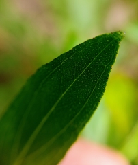 Hypericum glandulosum