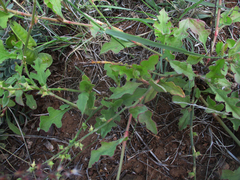 Oxygonum alatum