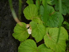 Begonia concanensis