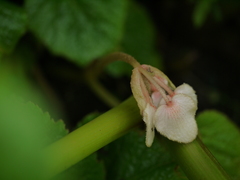 Begonia concanensis