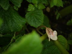 Begonia concanensis