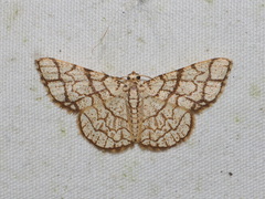 Heterostegane warreni